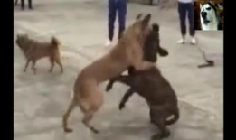 斗狗视频大全,揭秘残酷的狗斗世界